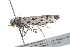  ( - BIOUG00948-G07)  @12 [ ] CreativeCommons - Attribution (2011) CBG Photography Group Centre for Biodiversity Genomics