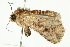  ( - BIOUG00952-D12)  @13 [ ] CreativeCommons - Attribution (2011) CBG Photography Group Centre for Biodiversity Genomics