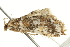  ( - BIOUG00957-C02)  @13 [ ] CreativeCommons - Attribution (2011) CBG Photography Group Centre for Biodiversity Genomics
