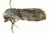  ( - BIOUG00957-D03)  @12 [ ] CreativeCommons - Attribution (2011) CBG Photography Group Centre for Biodiversity Genomics