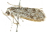  ( - BIOUG00957-D10)  @13 [ ] CreativeCommons - Attribution (2011) CBG Photography Group Centre for Biodiversity Genomics