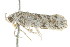  ( - BIOUG00958-C04)  @13 [ ] CreativeCommons - Attribution (2011) CBG Photography Group Centre for Biodiversity Genomics