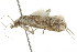  ( - BIOUG00958-D04)  @13 [ ] CreativeCommons - Attribution (2011) CBG Photography Group Centre for Biodiversity Genomics