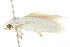  ( - BIOUG00958-F05)  @12 [ ] CreativeCommons - Attribution (2011) CBG Photography Group Centre for Biodiversity Genomics