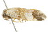  ( - BIOUG00958-F08)  @13 [ ] CreativeCommons - Attribution (2011) CBG Photography Group Centre for Biodiversity Genomics