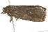 ( - BIOUG00959-C06)  @12 [ ] CreativeCommons - Attribution (2011) CBG Photography Group Centre for Biodiversity Genomics