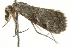  ( - BIOUG00959-E12)  @13 [ ] CreativeCommons - Attribution (2011) CBG Photography Group Centre for Biodiversity Genomics