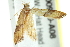 ( - BIOUG00960-A08)  @13 [ ] CreativeCommons - Attribution (2011) CBG Photography Group Centre for Biodiversity Genomics