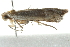  ( - BIOUG00960-A11)  @13 [ ] CreativeCommons - Attribution (2011) CBG Photography Group Centre for Biodiversity Genomics