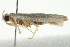  ( - BIOUG00960-B07)  @13 [ ] CreativeCommons - Attribution (2011) CBG Photography Group Centre for Biodiversity Genomics