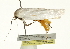  ( - BIOUG00961-H09)  @12 [ ] CreativeCommons - Attribution (2011) CBG Photography Group Centre for Biodiversity Genomics