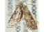  ( - BIOUG00960-E08)  @13 [ ] CreativeCommons - Attribution (2011) CBG Photography Group Centre for Biodiversity Genomics