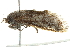  ( - BIOUG00962-G01)  @13 [ ] CreativeCommons - Attribution (2011) CBG Photography Group Centre for Biodiversity Genomics