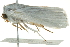  ( - BIOUG00962-H07)  @13 [ ] CreativeCommons - Attribution (2011) CBG Photography Group Centre for Biodiversity Genomics