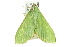  ( - BIOUG00962-H09)  @12 [ ] CreativeCommons - Attribution (2011) CBG Photography Group Centre for Biodiversity Genomics