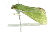  ( - BIOUG00962-H10)  @12 [ ] CreativeCommons - Attribution (2011) CBG Photography Group Centre for Biodiversity Genomics
