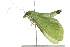  ( - BIOUG00963-E06)  @12 [ ] CreativeCommons - Attribution (2011) CBG Photography Group Centre for Biodiversity Genomics