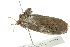  ( - BIOUG00964-B08)  @13 [ ] CreativeCommons - Attribution (2011) CBG Photography Group Centre for Biodiversity Genomics