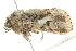  ( - BIOUG00964-F09)  @12 [ ] CreativeCommons - Attribution (2011) CBG Photography Group Centre for Biodiversity Genomics