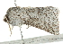  ( - BIOUG00979-C04)  @13 [ ] CreativeCommons - Attribution (2011) CBG Photography Group Centre for Biodiversity Genomics