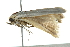  ( - BIOUG00981-B07)  @12 [ ] CreativeCommons - Attribution (2011) CBG Photography Group Centre for Biodiversity Genomics