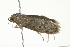  ( - BIOUG00982-A03)  @12 [ ] CreativeCommons - Attribution (2011) CBG Photography Group Centre for Biodiversity Genomics