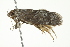  ( - BIOUG00982-B05)  @12 [ ] CreativeCommons - Attribution (2011) CBG Photography Group Centre for Biodiversity Genomics