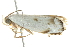  ( - BIOUG00983-D01)  @11 [ ] CreativeCommons - Attribution (2011) CBG Photography Group Centre for Biodiversity Genomics