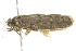  ( - BIOUG00983-G09)  @12 [ ] CreativeCommons - Attribution (2011) CBG Photography Group Centre for Biodiversity Genomics