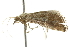  ( - BIOUG00983-H09)  @12 [ ] CreativeCommons - Attribution (2011) CBG Photography Group Centre for Biodiversity Genomics