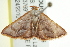  ( - BIOUG00984-A06)  @13 [ ] CreativeCommons - Attribution (2011) CBG Photography Group Centre for Biodiversity Genomics