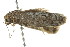  ( - BIOUG00984-A09)  @12 [ ] CreativeCommons - Attribution (2011) CBG Photography Group Centre for Biodiversity Genomics