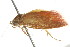  ( - BIOUG00984-C05)  @13 [ ] CreativeCommons - Attribution (2011) CBG Photography Group Centre for Biodiversity Genomics