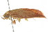  ( - BIOUG00984-D01)  @12 [ ] CreativeCommons - Attribution (2011) CBG Photography Group Centre for Biodiversity Genomics