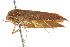  ( - BIOUG00984-D02)  @12 [ ] CreativeCommons - Attribution (2011) CBG Photography Group Centre for Biodiversity Genomics