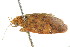  ( - BIOUG00984-D04)  @13 [ ] CreativeCommons - Attribution (2011) CBG Photography Group Centre for Biodiversity Genomics