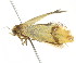  ( - BIOUG00984-E09)  @13 [ ] CreativeCommons - Attribution (2011) CBG Photography Group Centre for Biodiversity Genomics