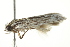  (Agriophara curta - BIOUG00985-B04)  @12 [ ] CreativeCommons - Attribution (2011) CBG Photography Group Centre for Biodiversity Genomics