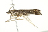  ( - BIOUG00985-H01)  @12 [ ] CreativeCommons - Attribution (2011) CBG Photography Group Centre for Biodiversity Genomics