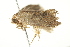  ( - BIOUG00985-H04)  @13 [ ] CreativeCommons - Attribution (2011) CBG Photography Group Centre for Biodiversity Genomics