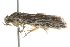  (Agriophara sp. 6 - BIOUG00986-F06)  @12 [ ] CreativeCommons - Attribution (2011) CBG Photography Group Centre for Biodiversity Genomics