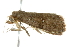  ( - BIOUG00987-A07)  @12 [ ] CreativeCommons - Attribution (2011) CBG Photography Group Centre for Biodiversity Genomics