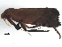  ( - BIOUG37334-E04)  @12 [ ] CreativeCommons - Attribution (2017) CBG Photography Group Centre for Biodiversity Genomics