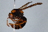  ( - BIOUG37460-G05)  @12 [ ] CreativeCommons - Attribution (2018) CBG Photography Group Centre for Biodiversity Genomics