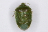  ( - BIOUG37460-G07)  @11 [ ] CreativeCommons - Attribution (2018) CBG Photography Group Centre for Biodiversity Genomics