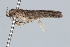  ( - BIOUG37472-A01)  @13 [ ] CreativeCommons - Attribution (2018) CBG Photography Group Centre for Biodiversity Genomics
