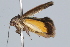  ( - BIOUG37472-A04)  @11 [ ] CreativeCommons - Attribution (2018) CBG Photography Group Centre for Biodiversity Genomics