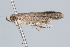  ( - BIOUG37472-A08)  @14 [ ] CreativeCommons - Attribution (2018) CBG Photography Group Centre for Biodiversity Genomics