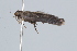  ( - BIOUG37472-A09)  @11 [ ] CreativeCommons - Attribution (2018) CBG Photography Group Centre for Biodiversity Genomics