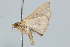  ( - BIOUG37472-D09)  @13 [ ] CreativeCommons - Attribution (2018) CBG Photography Group Centre for Biodiversity Genomics
